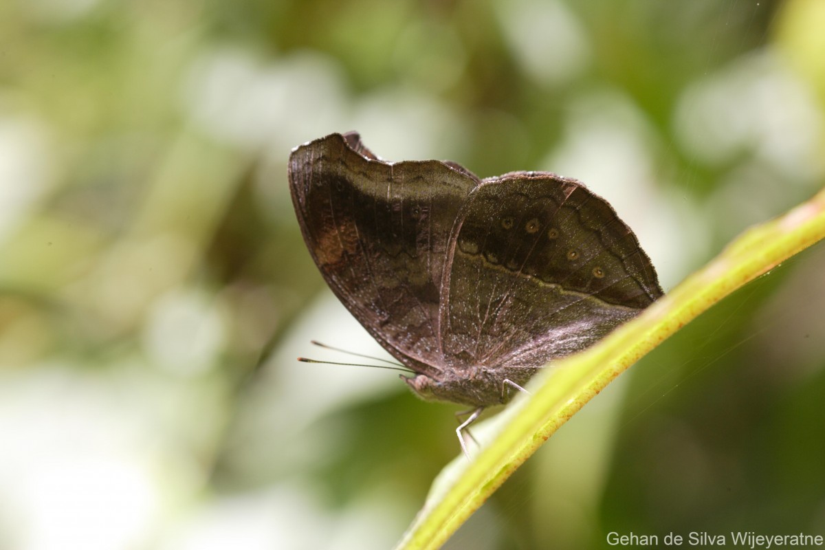 Junonia iphita Cramer, 1779